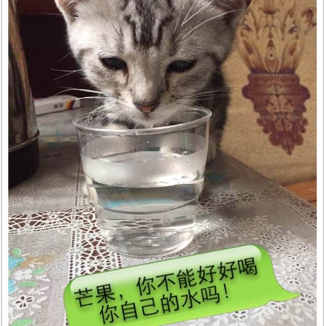 定制委内瑞拉驾驶证
